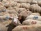 European, Mediterranean sheep, flock, one looking at the camera. Meat and milk production, rural agriculture. Italy.