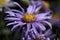 European Michaelmas daisy (Aster amellus)