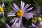 European Michaelmas daisy (Aster amellus)
