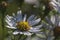 European Michaelmas daisy plant