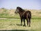 European Miniature horse portrait in summer meadow