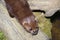 European Mink Mustela lutreola