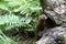 European mink / Mustela lutreola