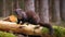 European Mink (Mustela lutreola) on a Log