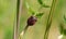 European Minstrel Bug or Italian Striped shield bug, Graphosoma lineatum, climbing a blad of grass