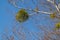 European mistletoe on bare tree