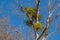 European mistletoe on bare tree