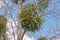 European mistletoe Viscum album attached to a common aspen Populus tremula