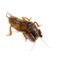 European mole cricket