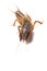 European mole cricket