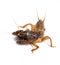 European mole cricket