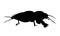 European mole cricket. Black hand drawing silhouette vector image.