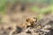 European mole cricket Gryllotalpa gryllotalpa