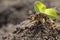 European mole cricket Gryllotalpa gryllotalpa