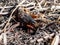 European mole cricket (Gryllotalpa gryllotalpa) above ground in sunlight digging its way into the ground