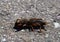 European mole cricket insect