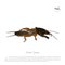 European mole cricket. Insect pests. Brown gryllotalpa