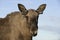 European moose, Alces alces machlis