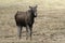 European moose, Alces alces machlis