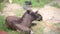 European Moose, alces, bull from front view in zoo.