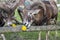 European mouflon animals behind the fence eating dandelions