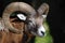 European mouflon (Ovis orientalis musimo)