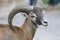 European mouflon - Ovis - orientalis musimon