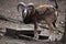 European mouflon (Ovis orientalis musimon).