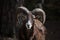 European mouflon (Ovis orientalis musimon).