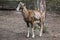 European mouflon (Ovis orientalis musimon).