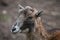 European mouflon (Ovis orientalis musimon).