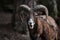 European mouflon (Ovis orientalis musimon).