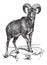 European Mouflon or Ovis orientalis musimon, vintage engraving