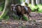 European mouflon, Ovis orientalis musimon. Wildlife animal.