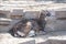 European mouflon resting quietly, Ovis Musimon