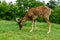 European mouflon sheep (Ovis ammon musimon)