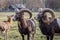 European Mouflons