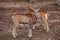 European mouflons in the German forest