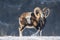 European mouflons in the winter landscape