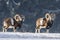 European mouflons in the winter landscape