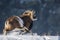 European mouflons in the winter landscape