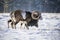 European mouflons in the winter landscape