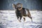 European mouflons in the winter landscape