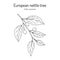 European nettle tree, or Mediterranean hackberry Celtis australis , medicinal plant