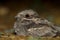 European Nightjar Caprimulgus europaeus