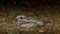 European Nightjar Caprimulgus europaeus