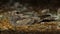 European Nightjar Caprimulgus europaeus
