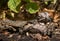 European nightjar sits with weird face portrait on the ground