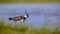 European Northern lapwing