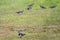 European Northern lapwing field bird, Vanellus vanellus, in Biebrza national park